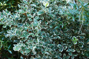 Euonymus japonica Pierrolino    